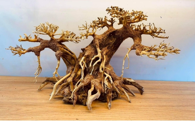 Lũa Thủy Sinh Mạ Vàng là một loại vật liệu trang trí